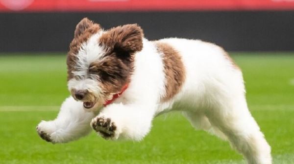 4-месячный щенок – новый талисман сборной Испании. Это невероятно мило!